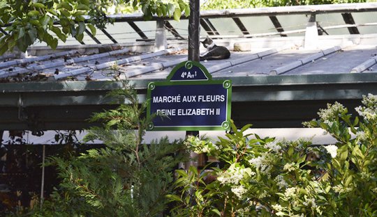 ProNaturA-France : La fermeture annoncée du Marché aux Oiseaux de la Cité : Encore une menée visant à rompre le lien homme - animal !!!